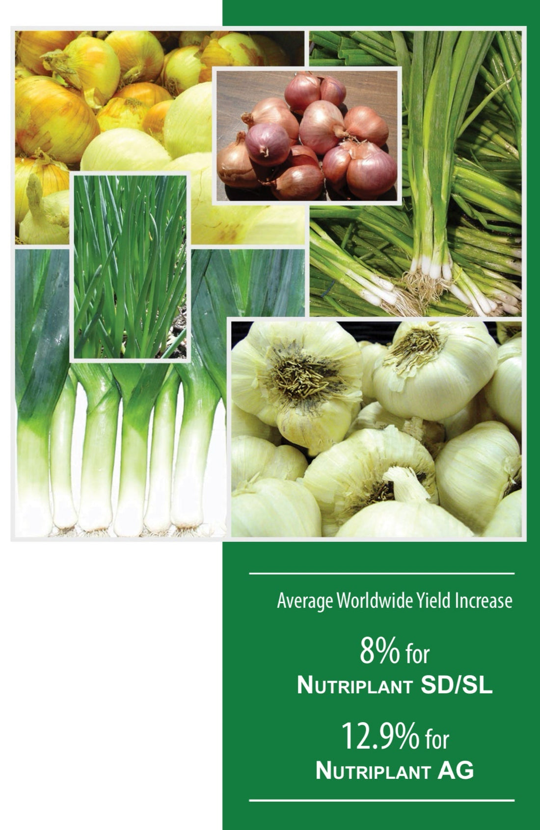 Elevate Your Bulb Vegetable Harvest with NUTRIPLANT Solutions