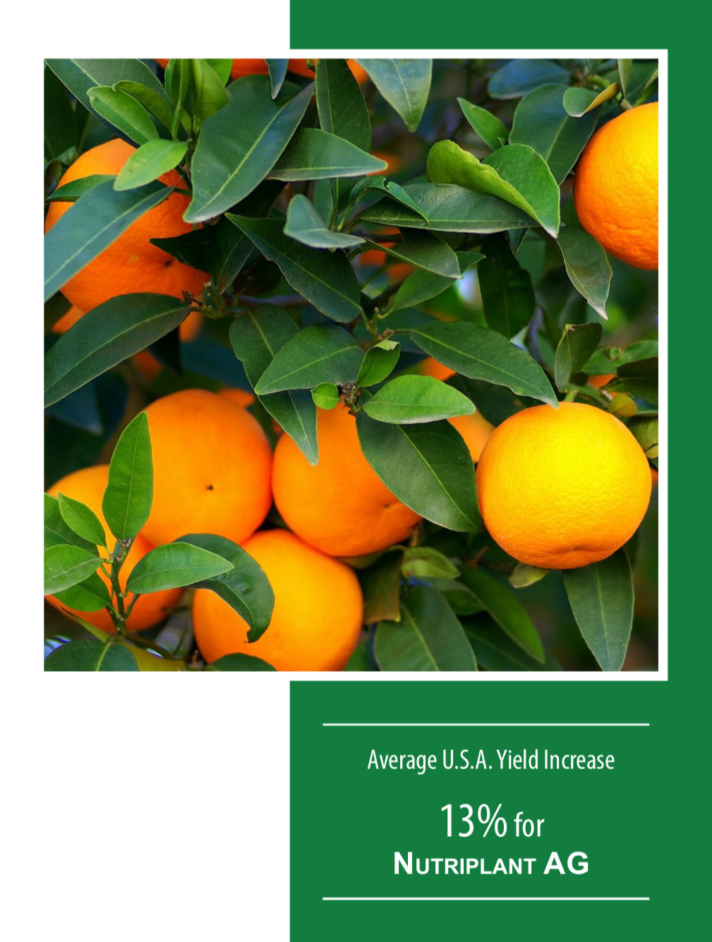 Citrus Farms Flourish: The Impact of NUTRIPLANT AG