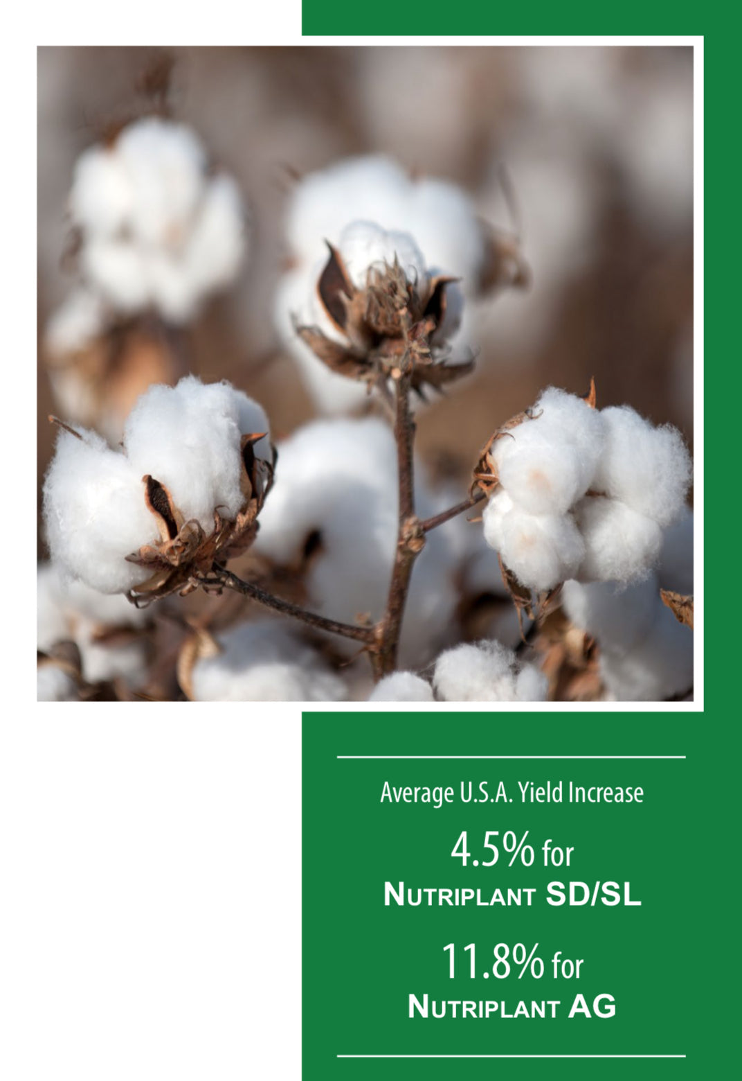 Exceptional Cotton Yields with NUTRIPLANT Solutions