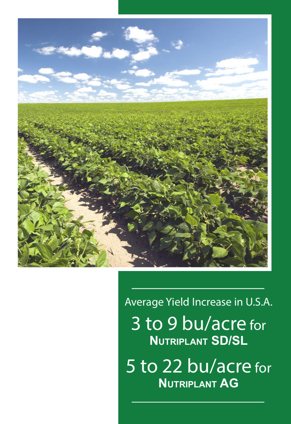 Boost Your Dry Bean Yields with NUTRIPLANT SEED TREATMENT and AG